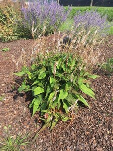 Persicaria a. Alba Junior geen maat specificatie 0,55L/P9cm - afbeelding 2