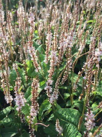 Persicaria a. Alba Junior geen maat specificatie 0,55L/P9cm - afbeelding 3