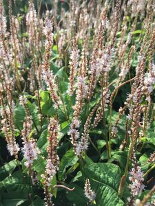 Persicaria a. Alba Junior geen maat specificatie 0,55L/P9cm - afbeelding 3
