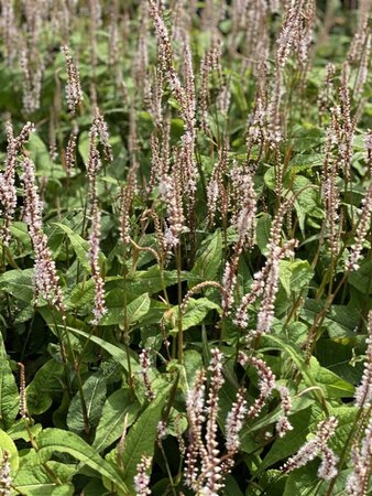 Persicaria a. Alba Junior geen maat specificatie 0,55L/P9cm - afbeelding 4