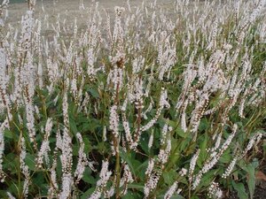 Persicaria a. 'Alba' geen maat specificatie 0,55L/P9cm - afbeelding 2