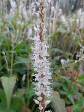 Persicaria a. 'Alba' geen maat specificatie 0,55L/P9cm - afbeelding 4