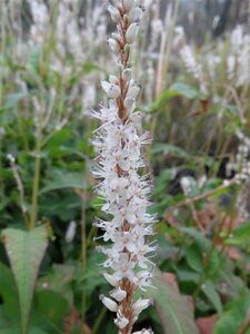 Persicaria a. 'Alba' geen maat specificatie 0,55L/P9cm - afbeelding 4