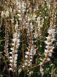 Persicaria a. 'Alba' geen maat specificatie 0,55L/P9cm