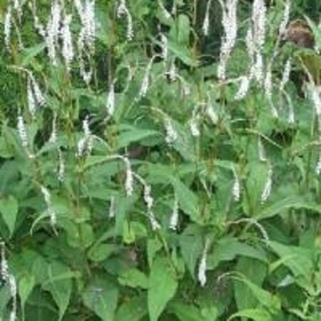 Persicaria a. 'Alba' geen maat specificatie 0,55L/P9cm - afbeelding 3