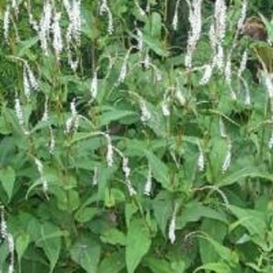 Persicaria a. 'Alba' geen maat specificatie 0,55L/P9cm - afbeelding 3