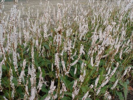 Persicaria a. 'Alba' geen maat specificatie 0,55L/P9cm - image 2