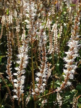 Persicaria a. 'Alba' geen maat specificatie 0,55L/P9cm - image 1