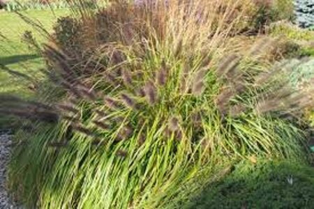 Pennisetum al. 'Black Beauty' geen maat specificatie 0,55L/P9cm - afbeelding 3