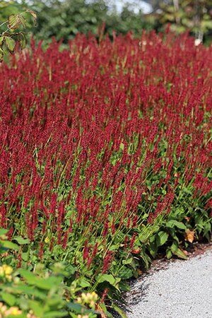 Persicaria a. Bonfire geen maat specificatie 0,55L/P9cm - afbeelding 1