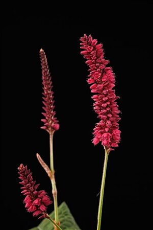 Persicaria a. Bonfire geen maat specificatie 0,55L/P9cm - afbeelding 2