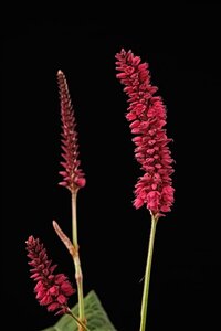 Persicaria a. Bonfire geen maat specificatie 0,55L/P9cm - afbeelding 2