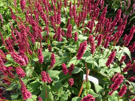 Persicaria a. Bonfire geen maat specificatie 0,55L/P9cm - afbeelding 3