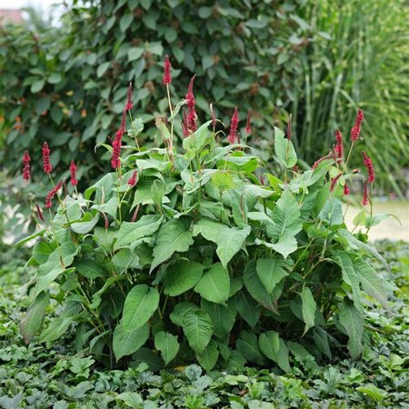 Persicaria a. Bonfire geen maat specificatie 0,55L/P9cm - afbeelding 4