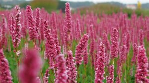 Persicaria aff. 'Donald Lowndes' geen maat specificatie 0,55L/P9cm - afbeelding 2