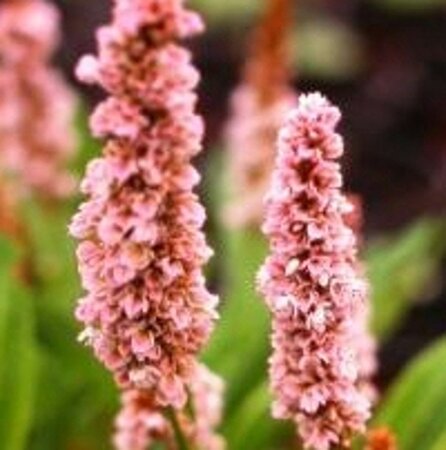 Persicaria aff. 'Donald Lowndes' geen maat specificatie 0,55L/P9cm
