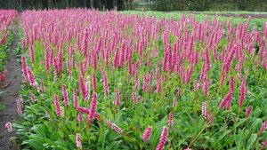 Persicaria aff. 'Donald Lowndes' geen maat specificatie 0,55L/P9cm - afbeelding 3