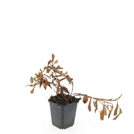 Persicaria aff. 'Darjeeling Red' geen maat specificatie 0,55L/P9cm - afbeelding 3