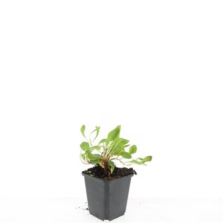 Persicaria aff. 'Darjeeling Red' geen maat specificatie 0,55L/P9cm - afbeelding 4