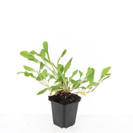 Persicaria aff. 'Darjeeling Red' geen maat specificatie 0,55L/P9cm - afbeelding 5