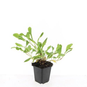 Persicaria aff. 'Darjeeling Red' geen maat specificatie 0,55L/P9cm - afbeelding 5