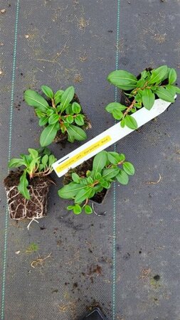 Persicaria aff. 'Darjeeling Red' geen maat specificatie 0,55L/P9cm - afbeelding 1