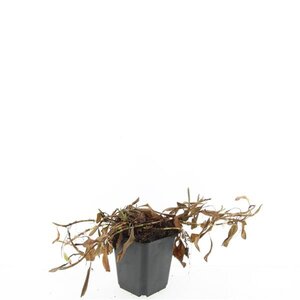 Persicaria aff. 'Darjeeling Red' geen maat specificatie 0,55L/P9cm - afbeelding 6