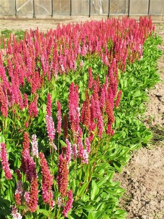Persicaria aff. 'Darjeeling Red' geen maat specificatie 0,55L/P9cm - afbeelding 2