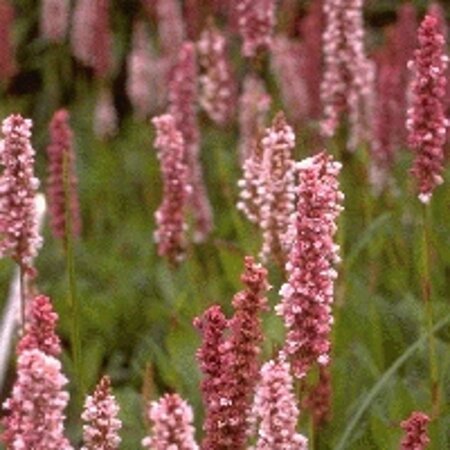 Persicaria aff. 'Darjeeling Red' geen maat specificatie 0,55L/P9cm - afbeelding 4