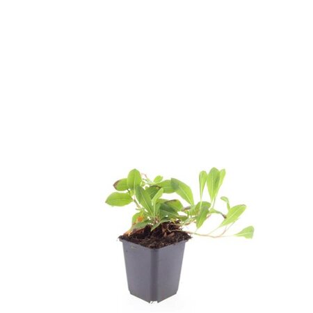 Persicaria aff. 'Darjeeling Red' geen maat specificatie 0,55L/P9cm - afbeelding 7