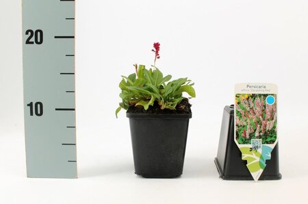 Persicaria aff. 'Darjeeling Red' geen maat specificatie 0,55L/P9cm - afbeelding 2