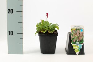 Persicaria aff. 'Darjeeling Red' geen maat specificatie 0,55L/P9cm - afbeelding 2