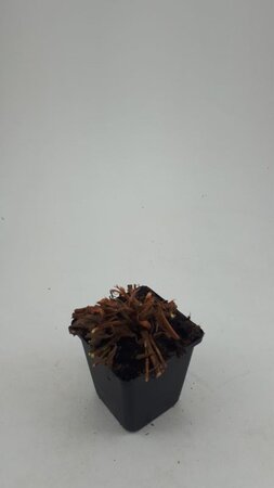 Persicaria aff. 'Darjeeling Red' geen maat specificatie 0,55L/P9cm - afbeelding 8