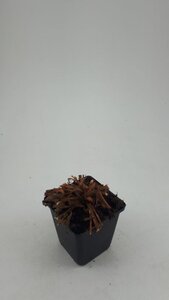 Persicaria aff. 'Darjeeling Red' geen maat specificatie 0,55L/P9cm - afbeelding 8