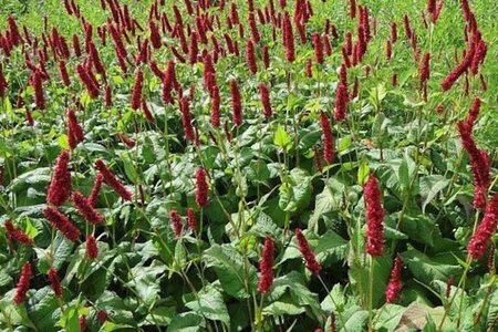 Persicaria a. 'Fat Domino' geen maat specificatie 0,55L/P9cm
