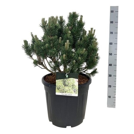 Persicaria affinis geen maat specificatie 0,55L/P9cm - afbeelding 2