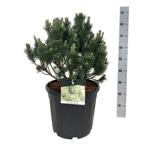 Persicaria affinis geen maat specificatie 0,55L/P9cm - afbeelding 2