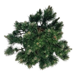 Persicaria affinis geen maat specificatie 0,55L/P9cm - afbeelding 4