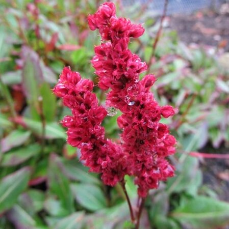 Persicaria affinis geen maat specificatie 0,55L/P9cm - afbeelding 1