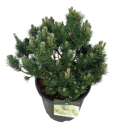 Persicaria affinis geen maat specificatie 0,55L/P9cm - afbeelding 5