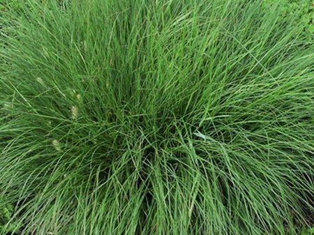 Pennisetum al. 'Gelbstiel' geen maat specificatie 0,55L/P9cm