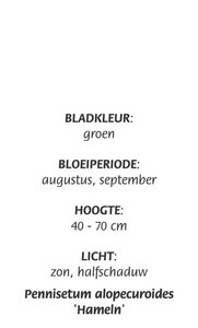 Pennisetum al. 'Hameln' geen maat specificatie cont. 3,0L - afbeelding 8