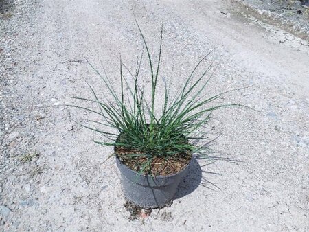 Pennisetum al. 'Hameln' geen maat specificatie cont. 3,0L - afbeelding 6