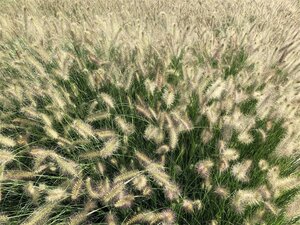 Pennisetum al. 'Hameln' geen maat specificatie cont. 3,0L