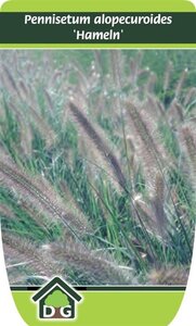 Pennisetum al. 'Hameln' geen maat specificatie cont. 3,0L - image 7