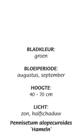 Pennisetum al. 'Hameln' geen maat specificatie cont. 3,0L - image 8