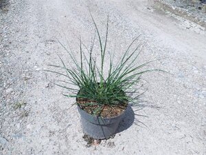 Pennisetum al. 'Hameln' geen maat specificatie cont. 3,0L - image 6