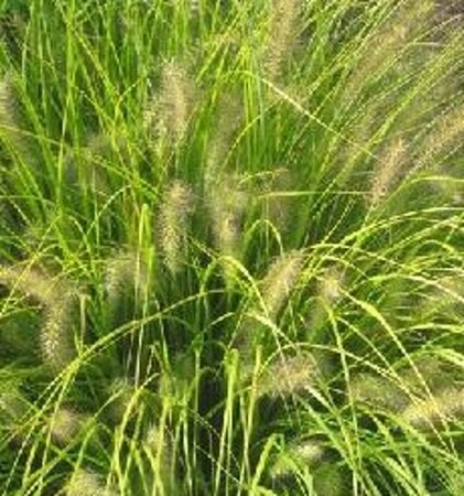 Pennisetum al. 'Hameln Gold' geen maat specificatie 0,55L/P9cm - afbeelding 2