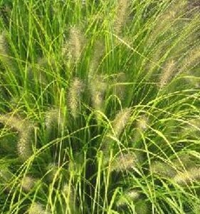 Pennisetum al. 'Hameln Gold' geen maat specificatie 0,55L/P9cm - afbeelding 2