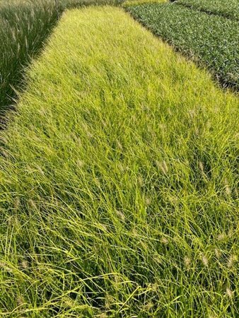 Pennisetum al. 'Hameln Gold' geen maat specificatie 0,55L/P9cm - afbeelding 3